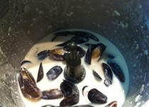 Moules au chèvre (MilieTyty LuluDam)